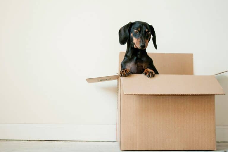 a dog sitting in a box as illustration for Harmony Home Organizing's "Move management services"