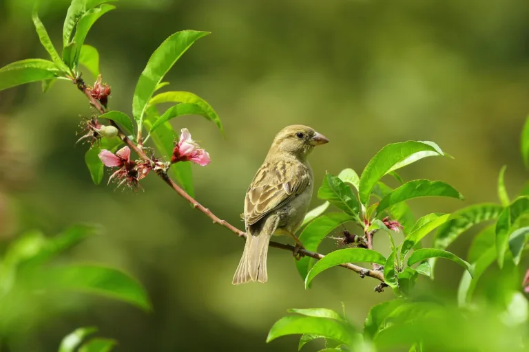 Small bird on a flowering tree branch. Illustration for "tips to create a relaxing garden area".