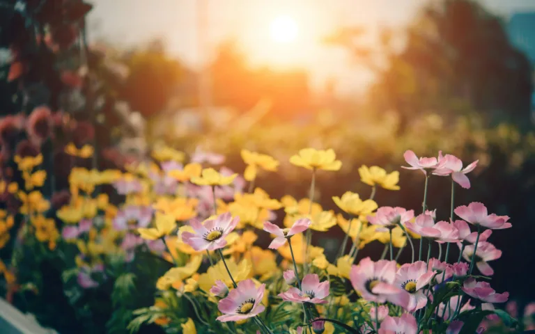 Multicolor flower bed at sunset in a relaxing garden.