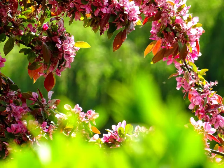 7 Tips To Create a Peaceful, Relaxing Garden Area - Harmony Home Organizing