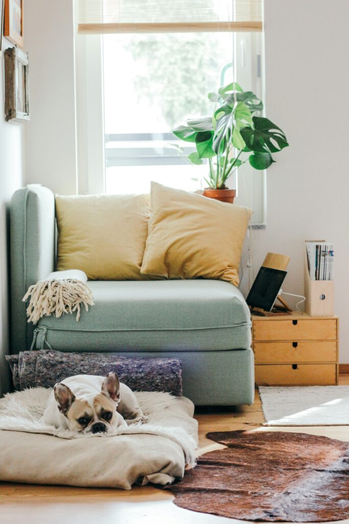 House decluttering illustration: Organized sitting room with couch and dog sleeping on a dog bed on the floor.