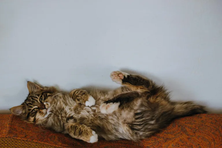Seven Tips to Keep a Small Apartment Organized with Pets - Harmony Home Organizing