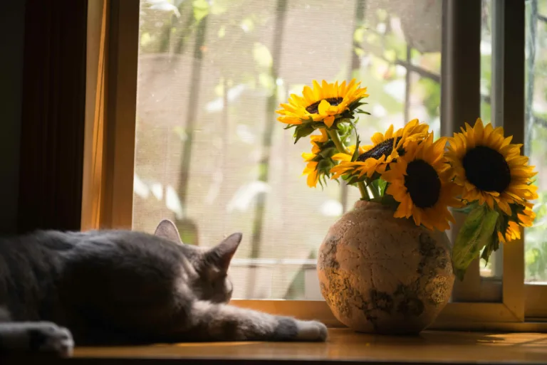 Seven Tips to Keep a Small Apartment Organized with Pets - Harmony Home Organizing