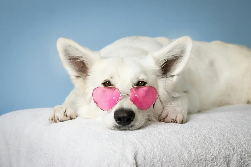 Seven Tips to Keep a Small Apartment Organized with Pets - Harmony Home Organizing
