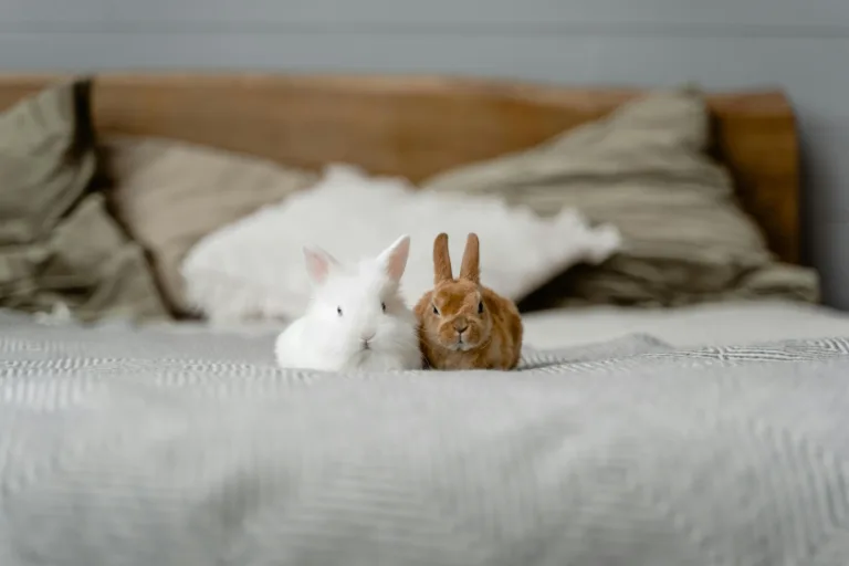 Seven Tips to Keep a Small Apartment Organized with Pets - Harmony Home Organizing
